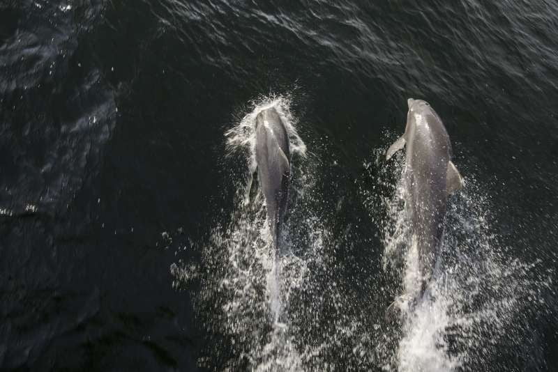 Lou Vest e le fotografie ai delfini