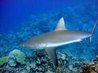 Carcharhinus